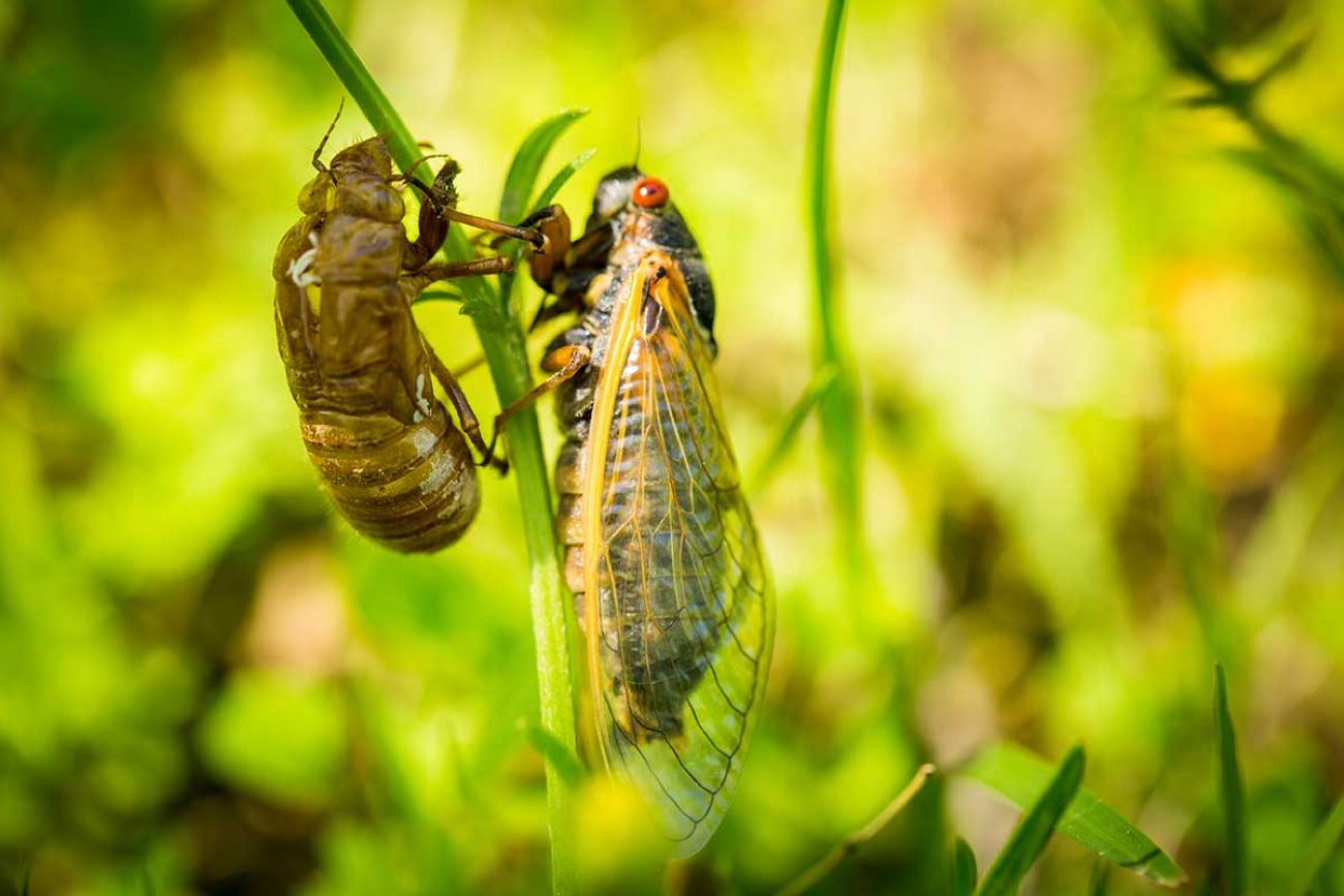 Ann Arbor likely will be ground zero for Michigan cicada invasion